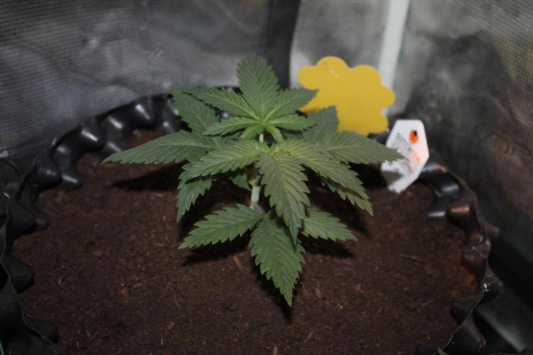 LA Widow & Tangerine Kush (KeraSeeds). Week 3 - Day 17 - LA Widow #1