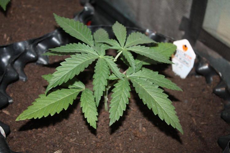 LA Widow & Tangerine Kush (KeraSeeds). Week 3 - Day 17 - LA Widow #2