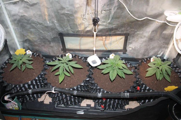 LA Widow & Tangerine Kush (KeraSeeds). Week 3 - Day 17