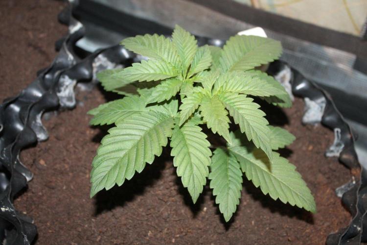 LA Widow & Tangerine Kush (KeraSeeds). Week 3 - Day 17 - Tangerine Kush #1