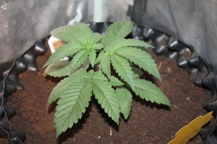 LA Widow & Tangerine Kush (KeraSeeds). Week 3 - Day 17 - Tangerine Kush #2