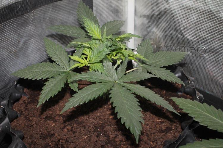 LA Widow & Tangerine Kush (KeraSeeds). Week 3 - Day 21 - LA Widow #1