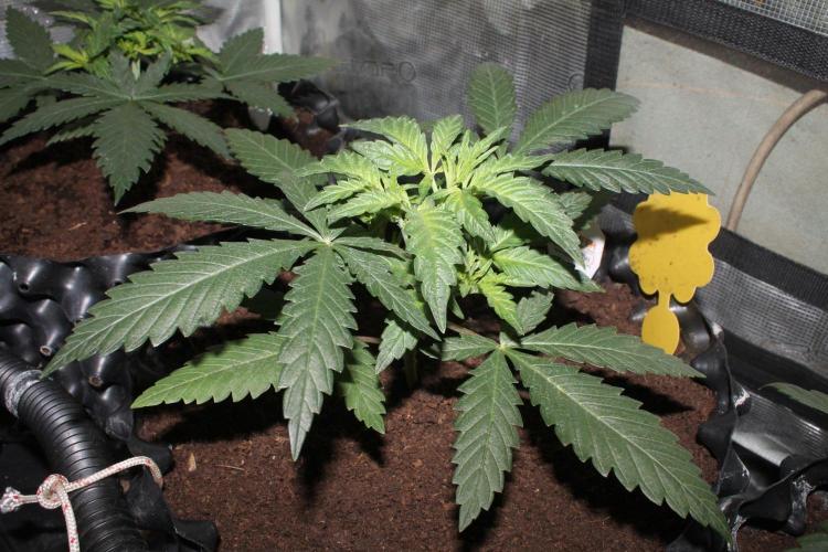 LA Widow & Tangerine Kush (KeraSeeds). Week 3 - Day 21 - LA Widow #2