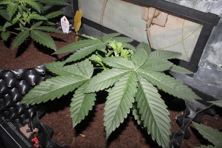 LA Widow & Tangerine Kush (KeraSeeds). Week 3 - Day 21 - Tangerine Kush #1