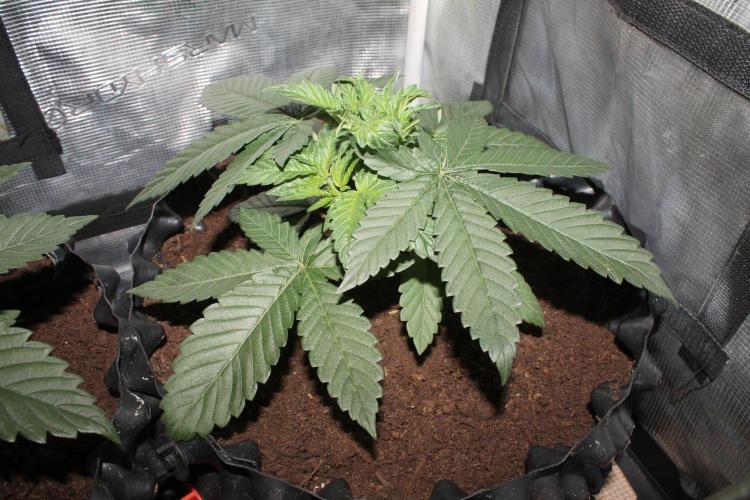 LA Widow & Tangerine Kush (KeraSeeds). Week 3 - Day 21 - Tangerine Kush #2
