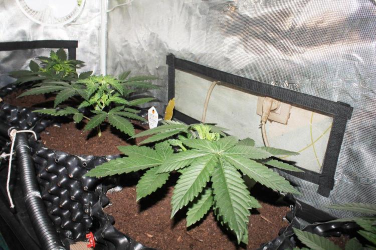 LA Widow & Tangerine Kush (KeraSeeds). Week 3 - Day 21
