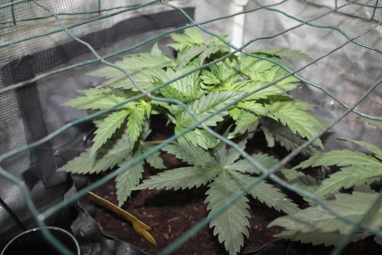 LA Widow & Tangerine Kush (KeraSeeds). Week 4 - Day 24 - LA Widow #1