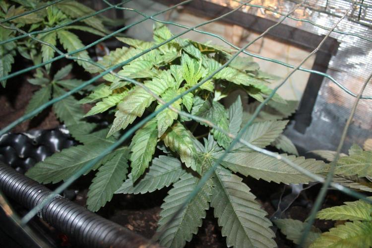 LA Widow & Tangerine Kush (KeraSeeds). Week 4 - Day 24 - Tangerine Kush #1