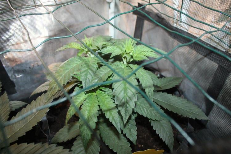 LA Widow & Tangerine Kush (KeraSeeds). Week 4 - Day 24 - Tangerine Kush #2