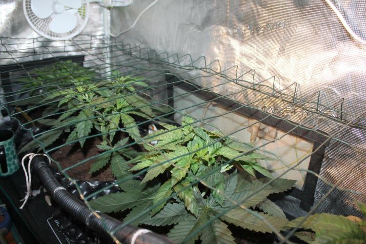 LA Widow & Tangerine Kush (KeraSeeds). Week 4 - Day 24