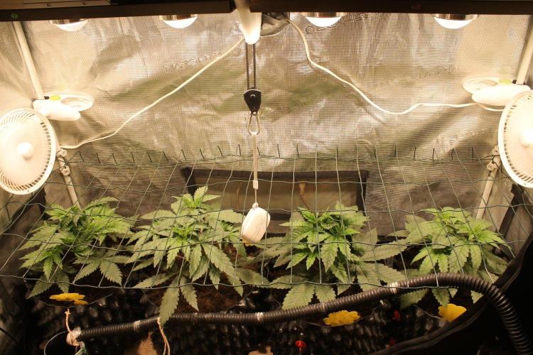 LA Widow & Tangerine Kush (KeraSeeds). Week 4 - Day 24