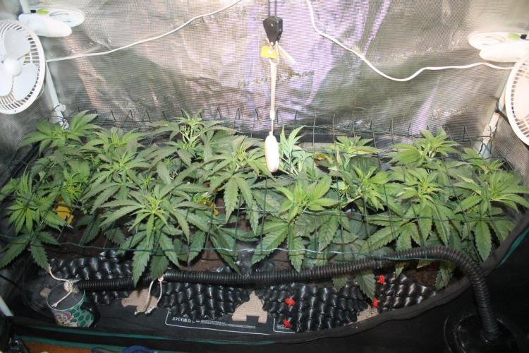 LA Widow & Tangerine Kush (KeraSeeds). Week 4 - Day 28