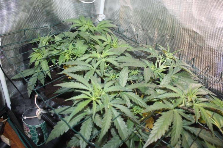 LA Widow & Tangerine Kush (KeraSeeds). Week 4 - Day 28 - LA Widows