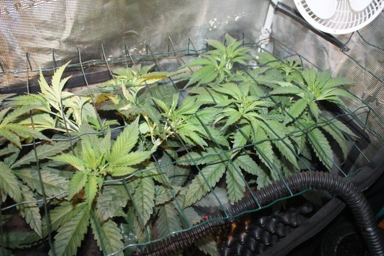 LA Widow & Tangerine Kush (KeraSeeds). Week 4 - Day 28 - Tangerine Kushes