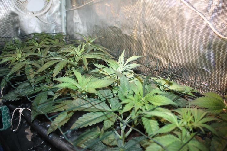 LA Widow & Tangerine Kush (KeraSeeds). Week 4 - Day 28
