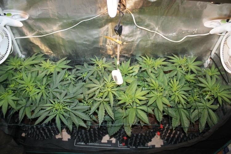 LA Widow & Tangerine Kush (KeraSeeds). Week 5 - Day 31 (3 days on 12/12)