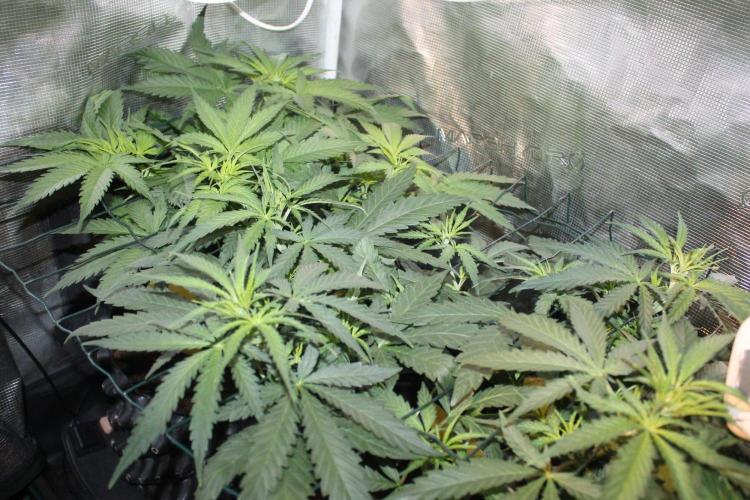 LA Widow & Tangerine Kush (KeraSeeds). Week 5 - Day 31 (3 days on 12/12) - LA Widows
