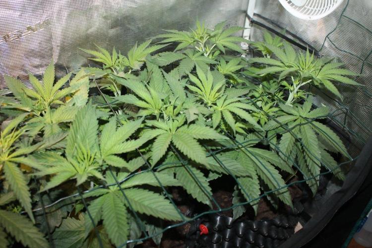 LA Widow & Tangerine Kush (KeraSeeds). Week 5 - Day 31 (3 days on 12/12) - Tangerine Kushes