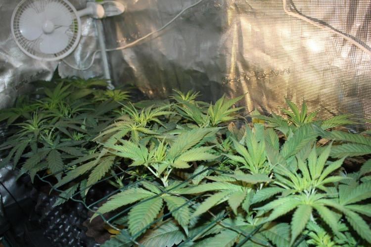 LA Widow & Tangerine Kush (KeraSeeds). Week 5 - Day 31 (3 days on 12/12)