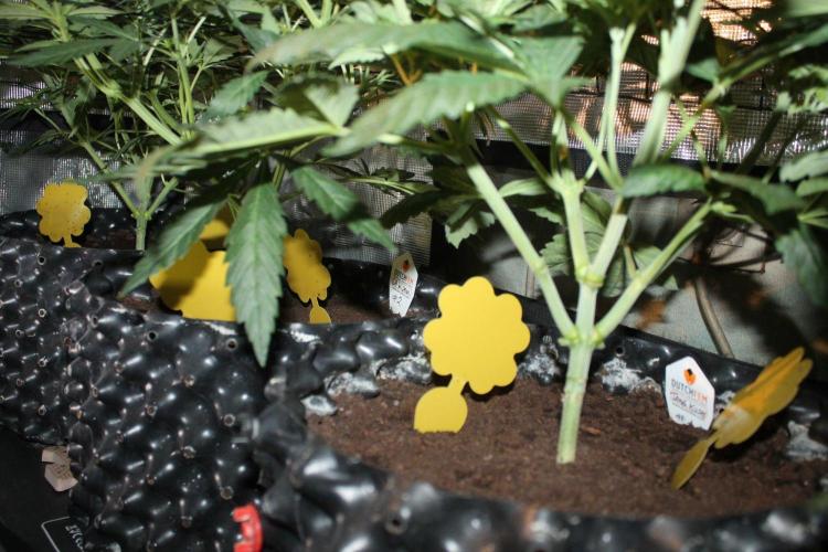 LA Widow & Tangerine Kush (KeraSeeds). Week 5 - Day 31 (3 days on 12/12)