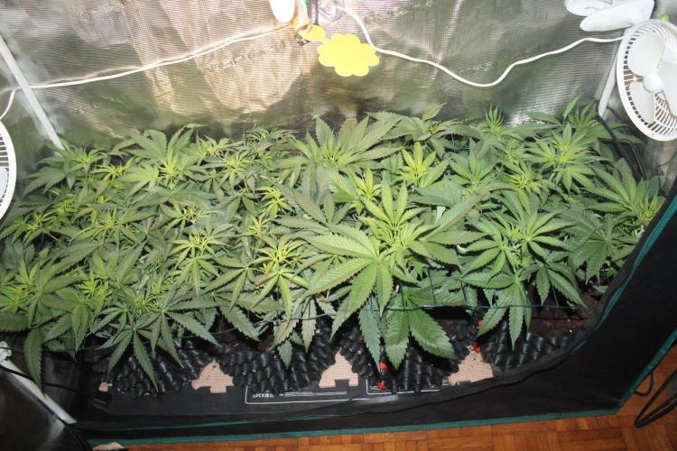 LA Widow & Tangerine Kush (KeraSeeds). Week 5 - Day 35 (7 days on 12/12)