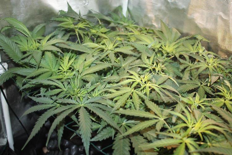LA Widow & Tangerine Kush (KeraSeeds). Week 5 - Day 35 (7 days on 12/12)  - LA Widows
