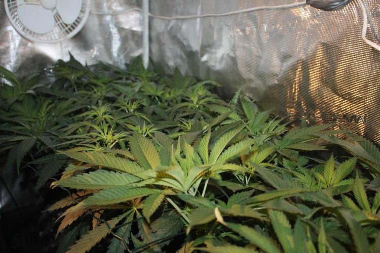 LA Widow & Tangerine Kush (KeraSeeds). Week 5 - Day 35 (7 days on 12/12)