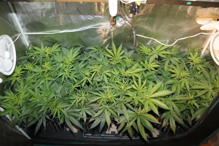 LA Widow & Tangerine Kush (KeraSeeds). Week 6 - Day 38 (10 days on 12/12)