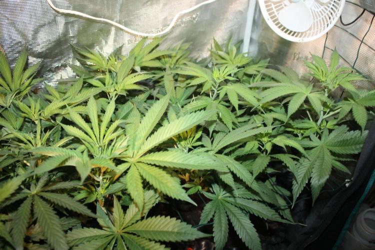 LA Widow & Tangerine Kush (KeraSeeds). Week 6 - Day 38 (10 days on 12/12) - Tangerine Kushes