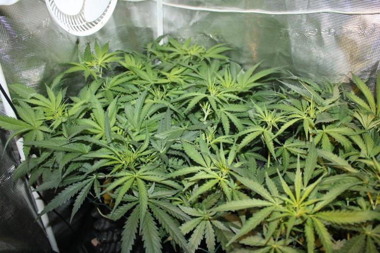 LA Widow & Tangerine Kush (KeraSeeds). Week 6 - Day 38 (10 days on 12/12) - LA Widows
