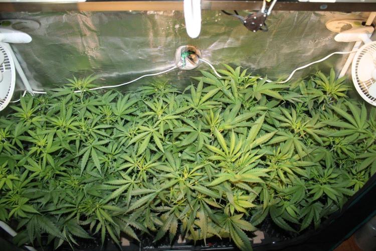 LA Widow & Tangerine Kush (KeraSeeds). Week 6 - Day 42 (14 days on 12/12)