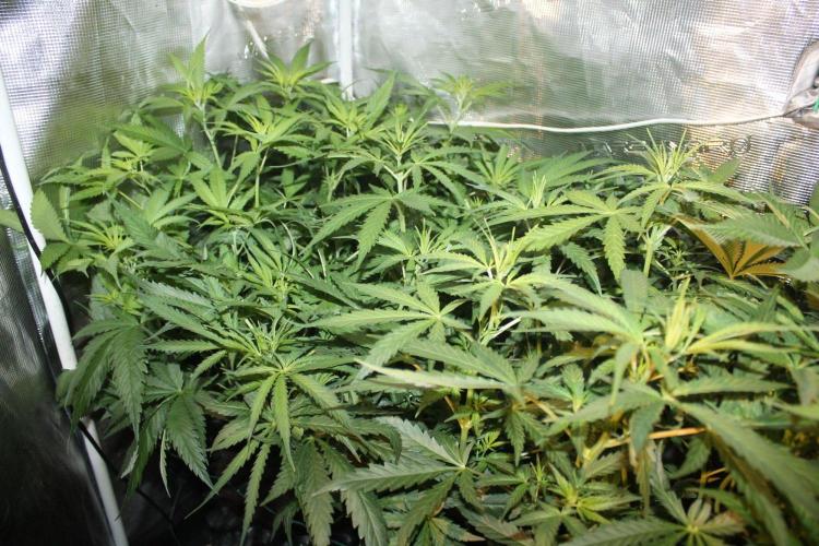 LA Widow & Tangerine Kush (KeraSeeds). Week 6 - Day 42 (14 days on 12/12) - LA Widows