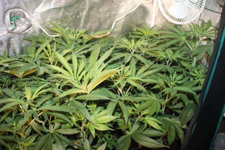 LA Widow & Tangerine Kush (KeraSeeds). Week 6 - Day 42 (14 days on 12/12) - Tangerine Kushes