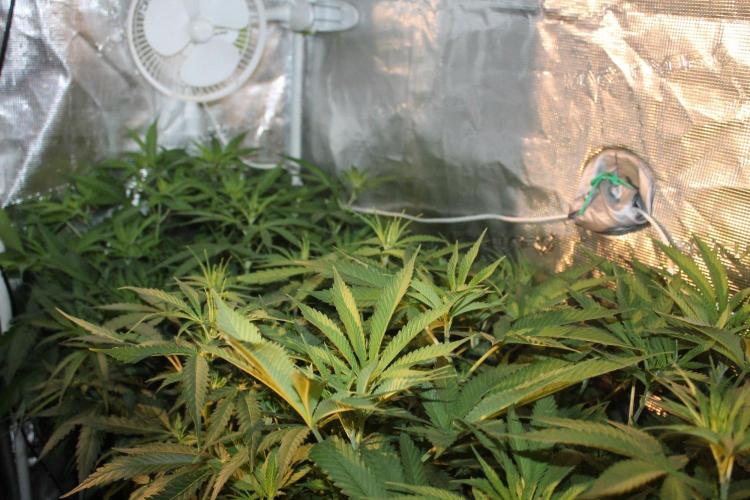LA Widow & Tangerine Kush (KeraSeeds). Week 6 - Day 42 (14 days on 12/12)