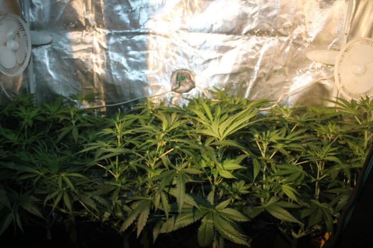 LA Widow & Tangerine Kush (KeraSeeds). Week 6 - Day 42 (14 days on 12/12)