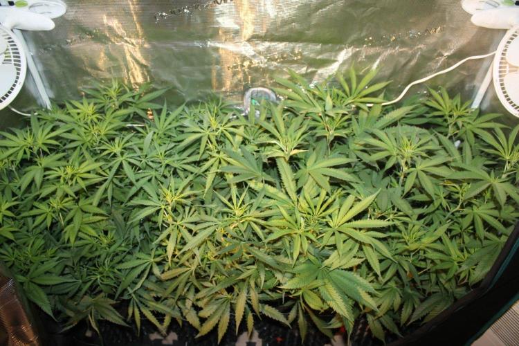 LA Widow & Tangerine Kush (KeraSeeds). Week 7 - Day 45 (17 days on 12/12)