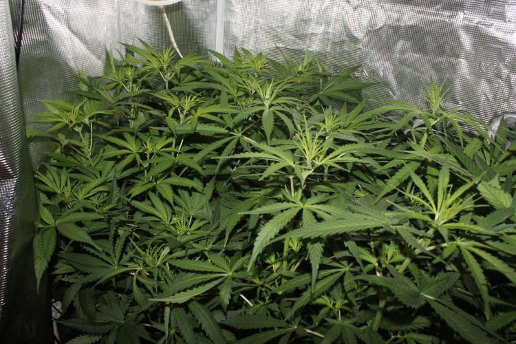 LA Widow & Tangerine Kush (KeraSeeds). Week 7 - Day 45 (17 days on 12/12) - LA Widows
