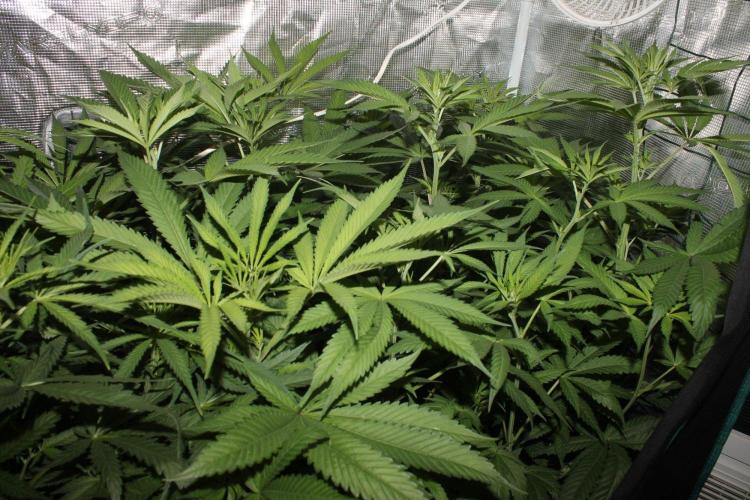LA Widow & Tangerine Kush (KeraSeeds). Week 7 - Day 45 (17 days on 12/12) - Tangerine Kushes
