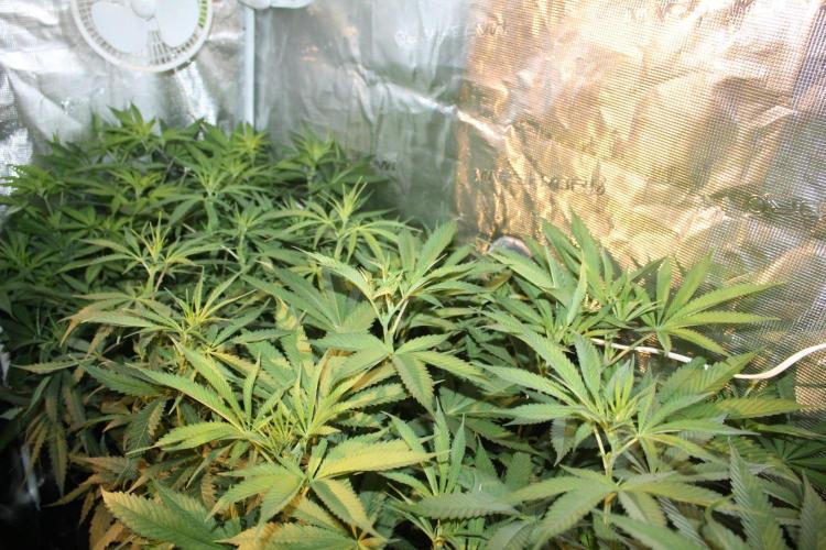 LA Widow & Tangerine Kush (KeraSeeds). Week 7 - Day 45 (17 days on 12/12)