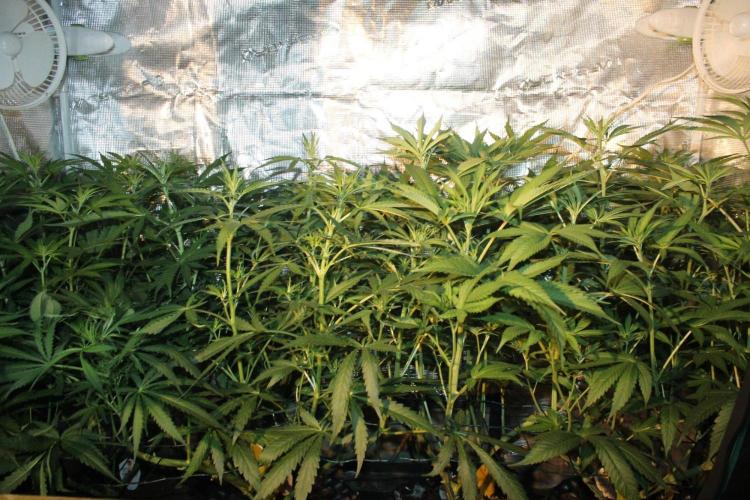 LA Widow & Tangerine Kush (KeraSeeds). Week 7 - Day 45 (17 days on 12/12)