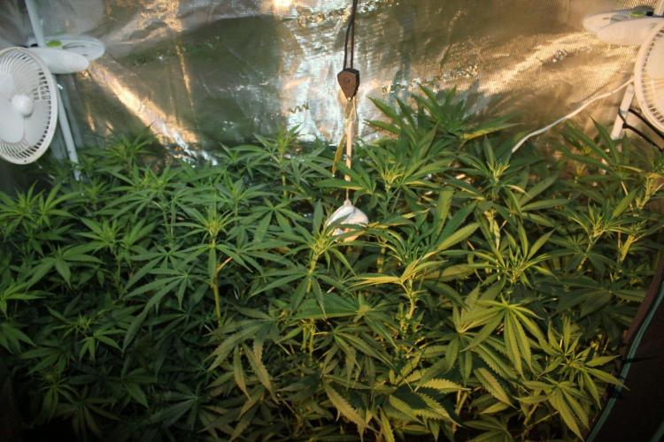 LA Widow & Tangerine Kush (KeraSeeds). Week 7 - Day 49 (21 days on 12/12)
