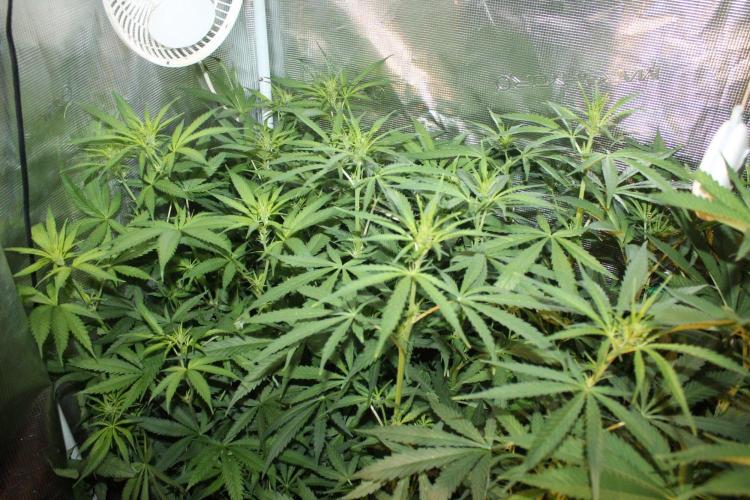 LA Widow & Tangerine Kush (KeraSeeds). Week 7 - Day 49 (21 days on 12/12) - LA Widows