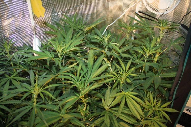 LA Widow & Tangerine Kush (KeraSeeds). Week 7 - Day 49 (21 days on 12/12) - Tangerine Kushes