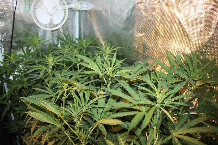 LA Widow & Tangerine Kush (KeraSeeds). Week 7 - Day 49 (21 days on 12/12)