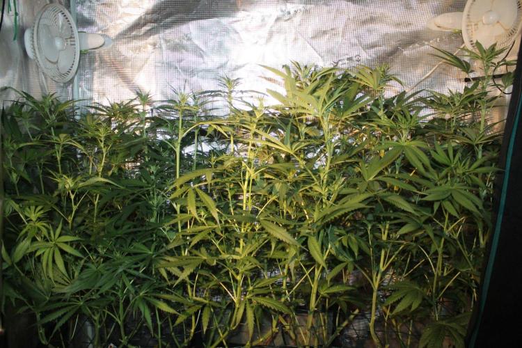 LA Widow & Tangerine Kush (KeraSeeds). Week 7 - Day 49 (21 days on 12/12)