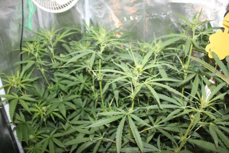 LA Widow & Tangerine Kush (KeraSeeds). Week 8 - Day 52 (24 days on 12/12) - LA Widows