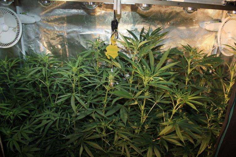 LA Widow & Tangerine Kush (KeraSeeds). Week 8 - Day 52 (24 days on 12/12)