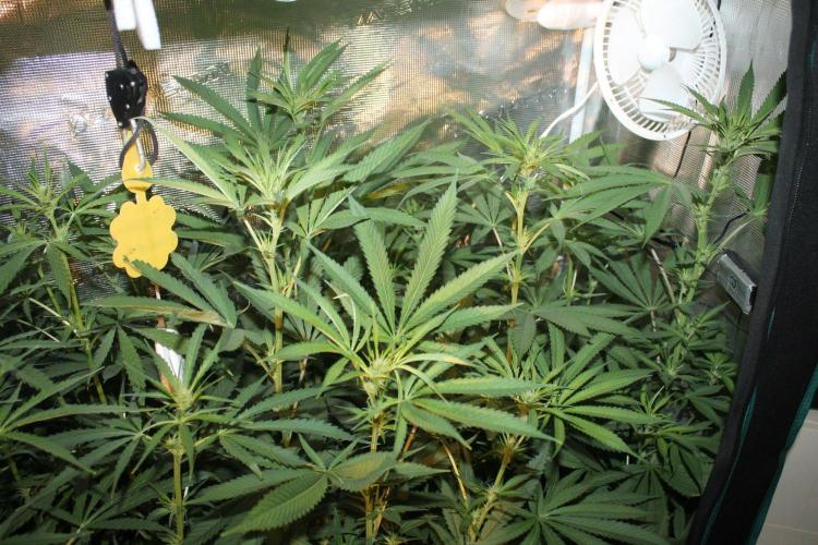LA Widow & Tangerine Kush (KeraSeeds). Week 8 - Day 52 (24 days on 12/12) - Tangerine Kushes