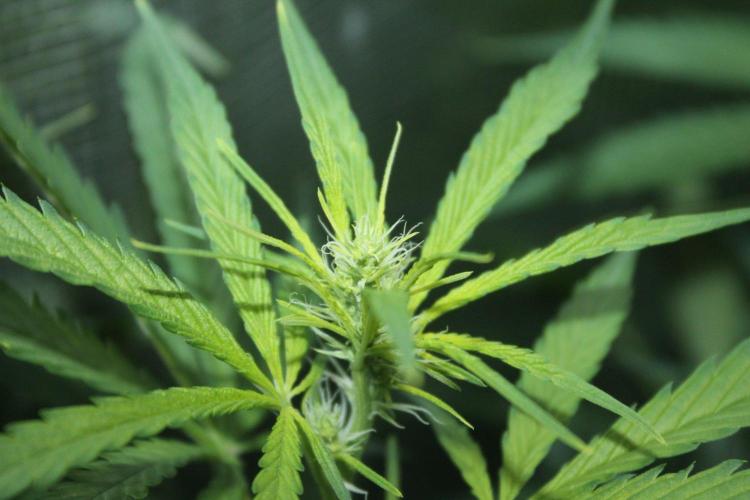 LA Widow & Tangerine Kush (KeraSeeds). Week 8 - Day 52 (24 days on 12/12) - LA Widow