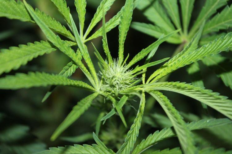 LA Widow & Tangerine Kush (KeraSeeds). Week 8 - Day 52 (24 days on 12/12) - Tangerine Kush